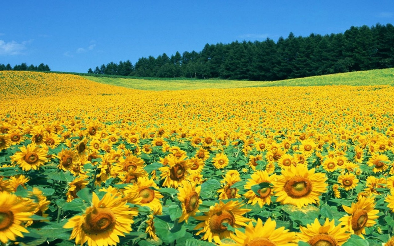 Đồi Hoa Hướng Dương - Getgo Trip