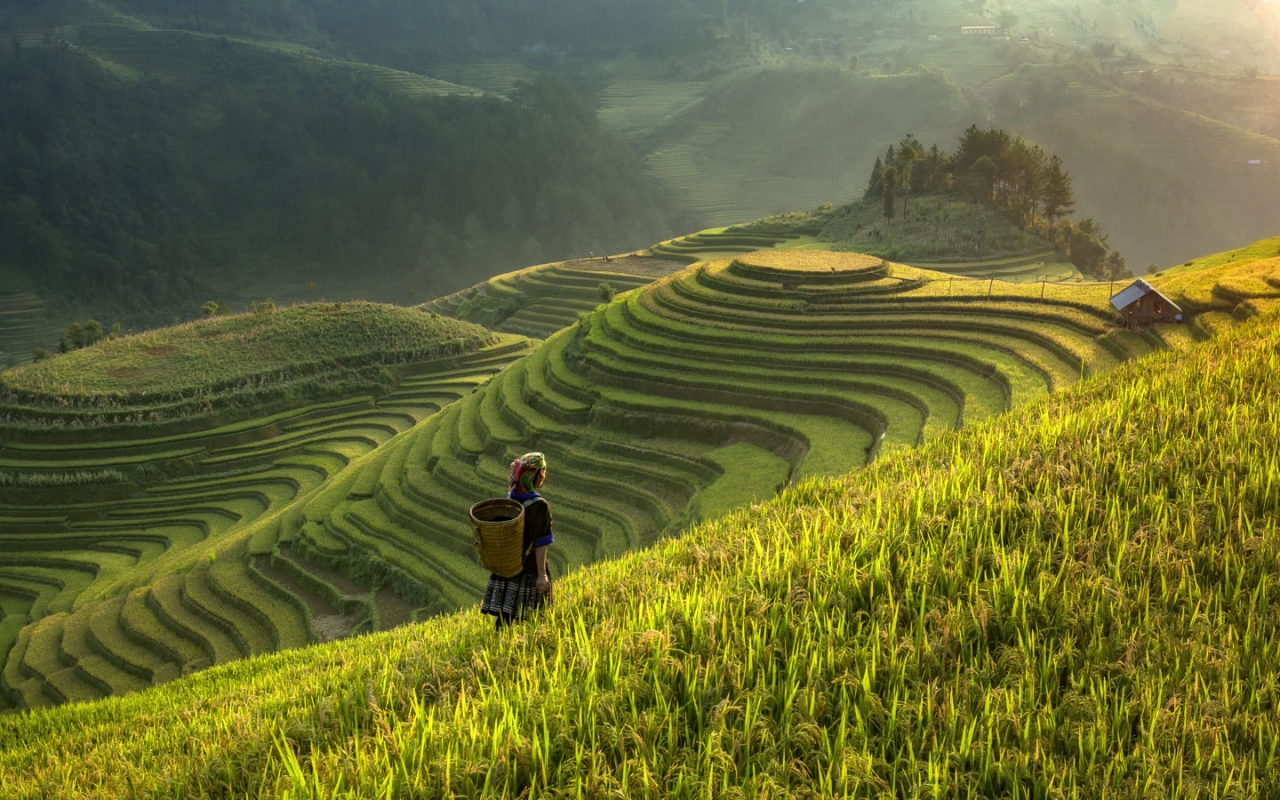 Garrya Mù Cang Chải - Khung cảnh ruộng bậc thang Garrya Mù Cang Chải - Khung cảnh ruộng bậc thang