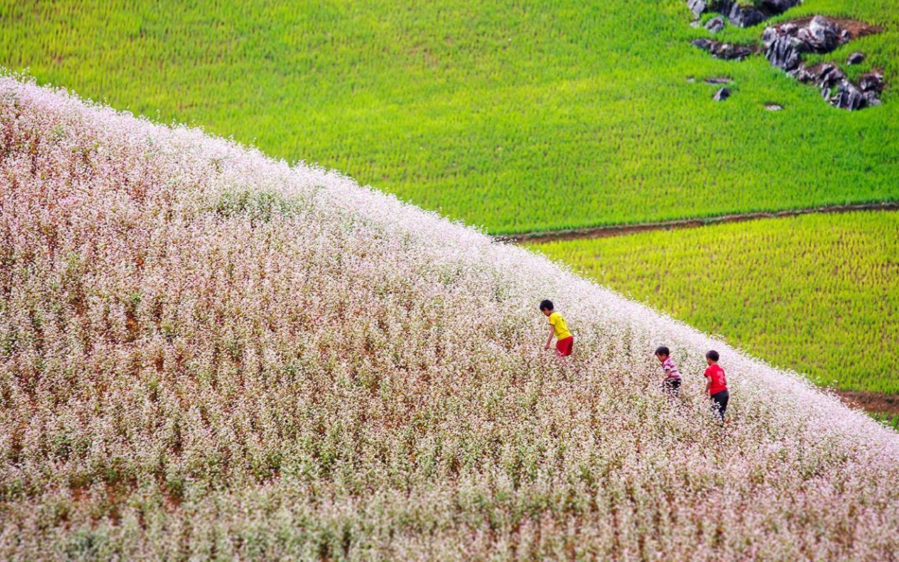Hoa tam giác mạch tại Hà Giang