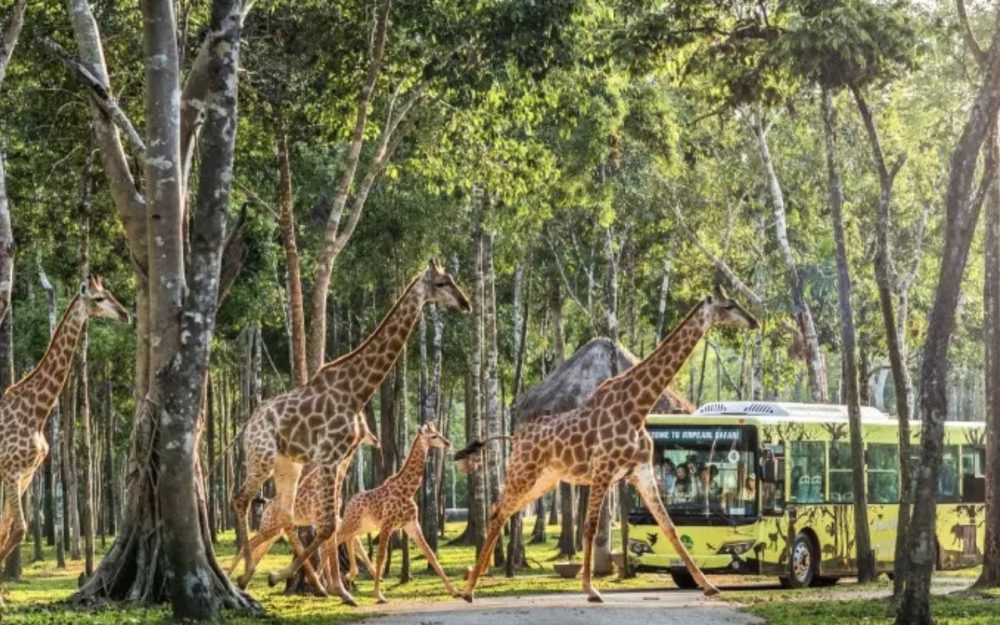 Vinearl Safari Phú Quốc